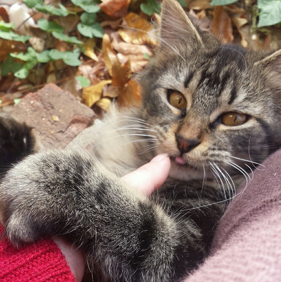 Meet Alisa, Your Posher :) - Picture 5 of 7